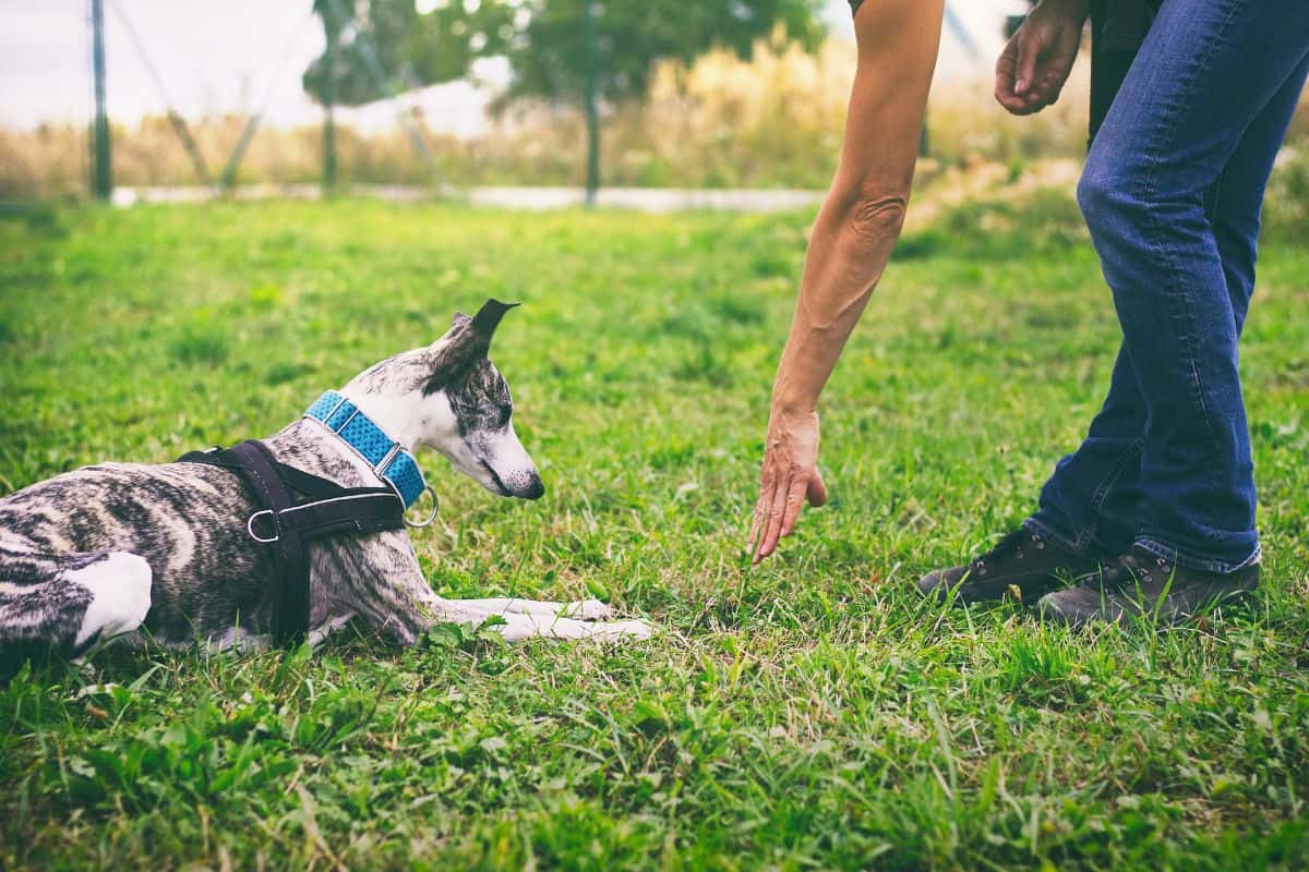 Sierra Canine Expands Top-Notch Dog Training Services Across Northern California